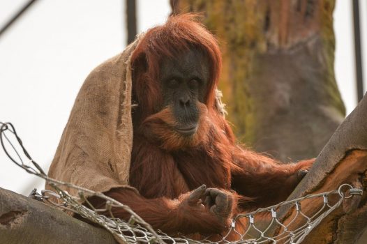 Islands Sumatran orangutan ©Chester Zoo