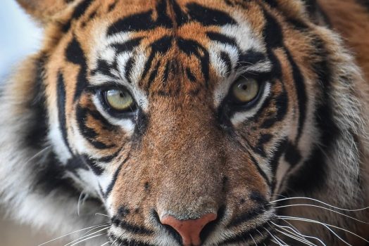 Sumatran tiger, Chester Zoo, Chester © Chester Zoo